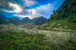 A valley full of blooming trees with white flowers at Na Ka Plum Valley in Moc Chau