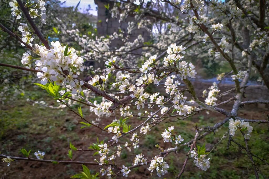 A close up of white flowers of a tree in Na Ka Plum Valley