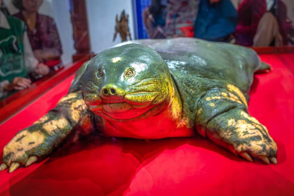 Preserved giant turtle displayed inside Ngoc Son Temple, linked to Hoan Kiem Lake legend