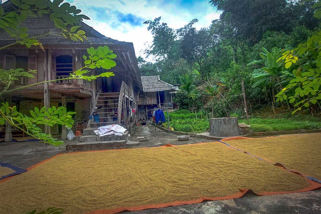 Rice laying out to dry in front of a stilt house in Nhot Village Mai Chau