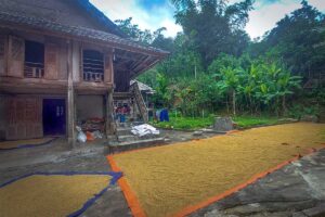 Rice laying to dry in front of a stilt house inside Nhot Village in Mau Chau