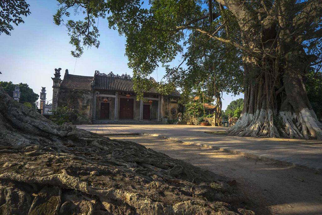 A Banyan Tree and communal house in the background of Nom Village