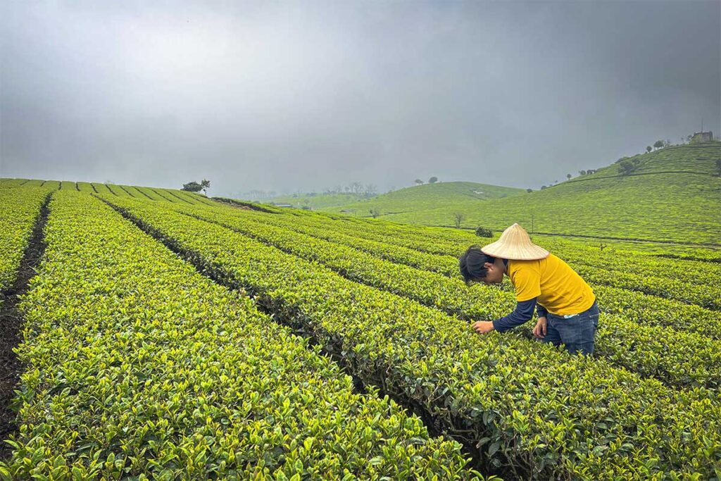 Nong Truong Tea Hill 