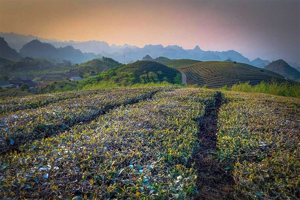 Phong Khong Tea Hills