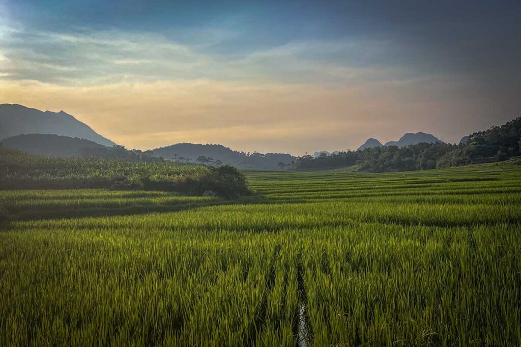 Vast green rice fields as far as you can see in Pu Luong in April
