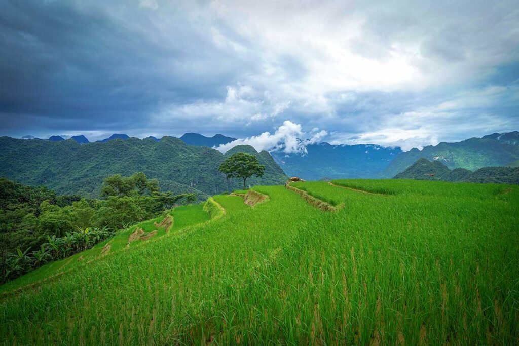 Nice green rice fields in Pu Luong's rice terraces in August