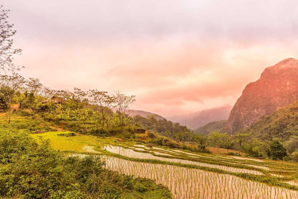 Small sprouts sticking out of the water in the terraced rice fields of Pu Luong in February