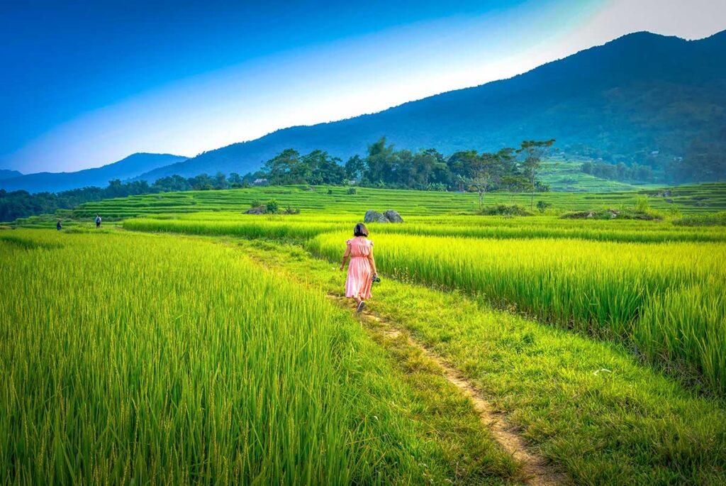 Blue sky and long rice sprouts in the terraced fields ready for harvest season in Pu Luong