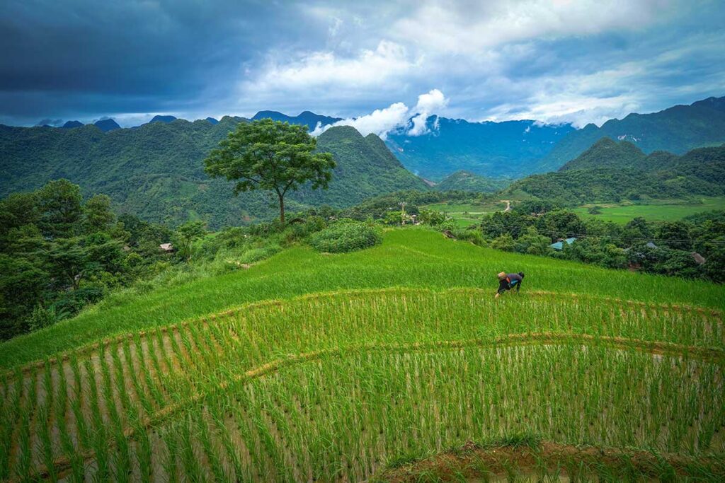 Sprouts of rice sticking out of the terraced rice fields of Pu Luong in July