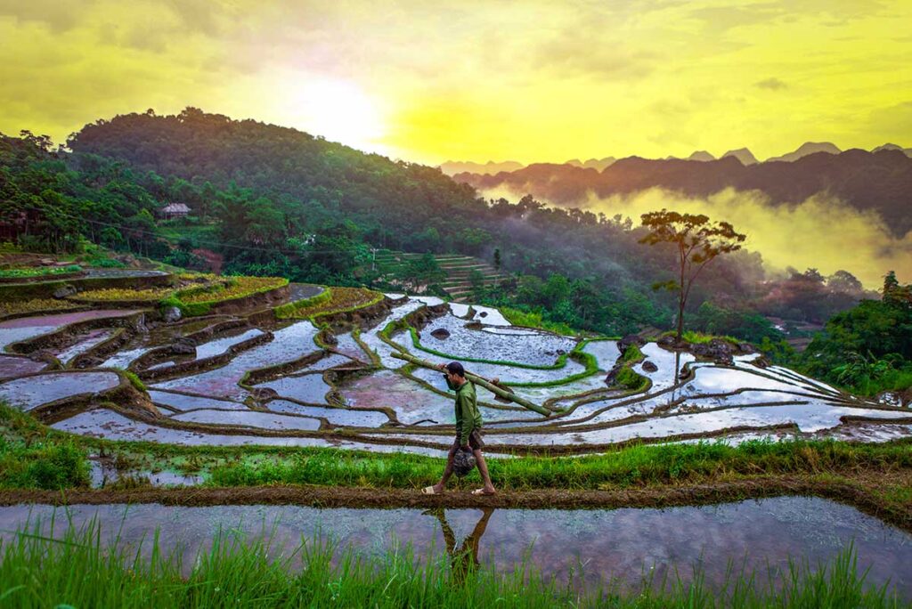Fields full of water and a local man walking on an edge of the terrace field in Pu Luong in June
