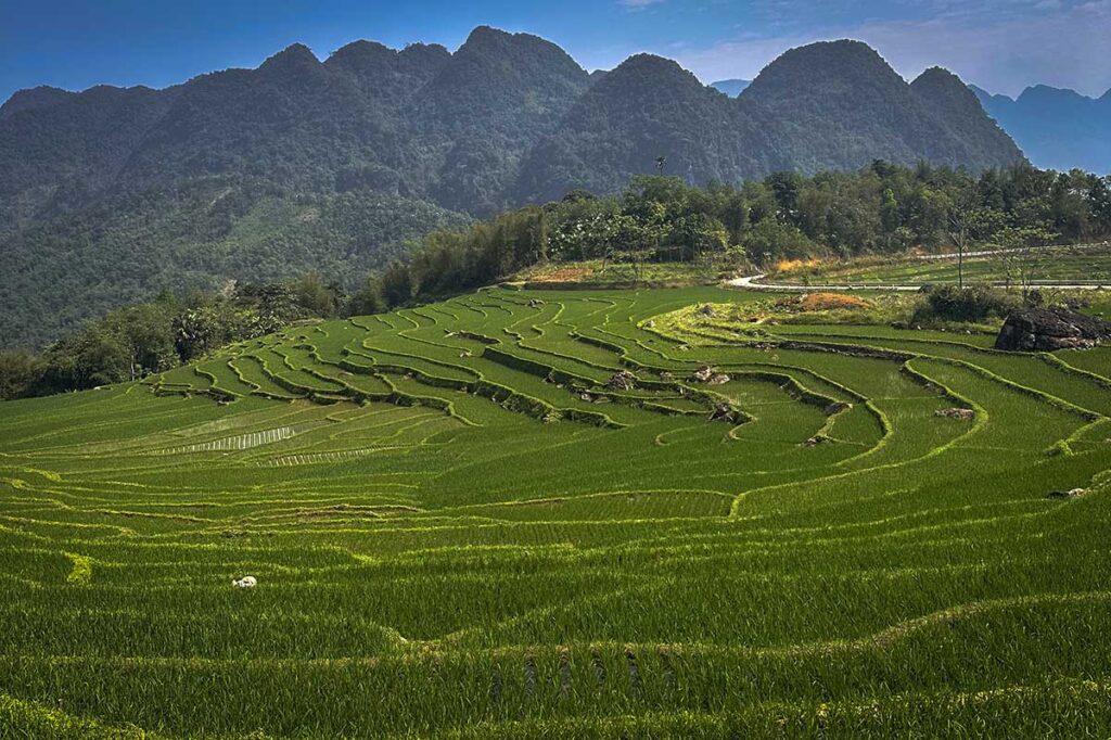 Small but green rice fields in Pu Luong in March