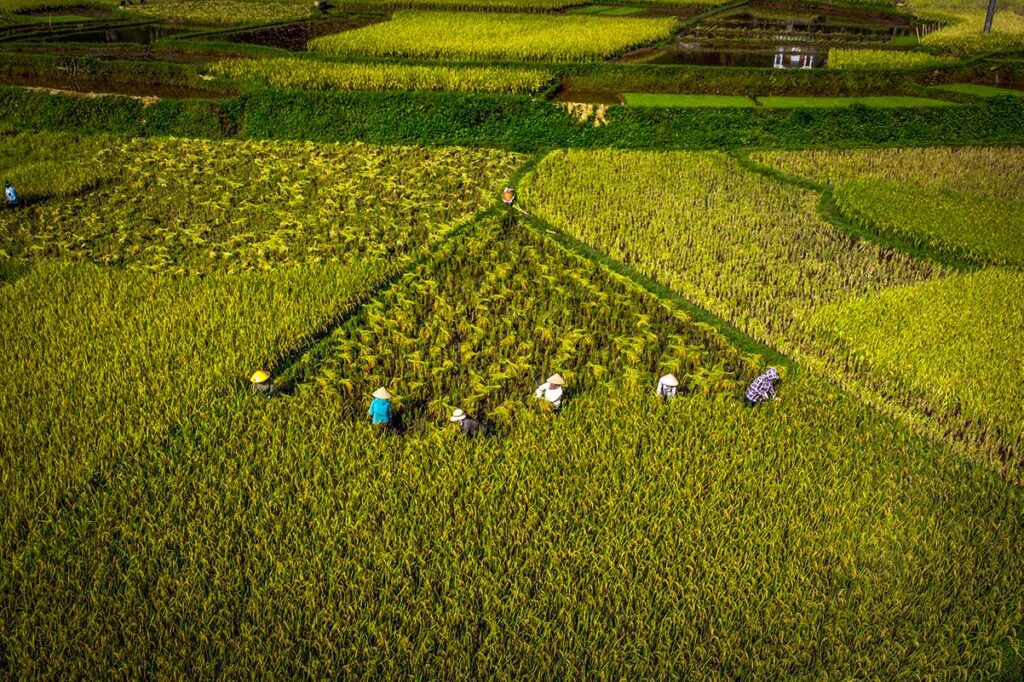 Locals standing deep in a rice fields harvesting in Pu Luong in May