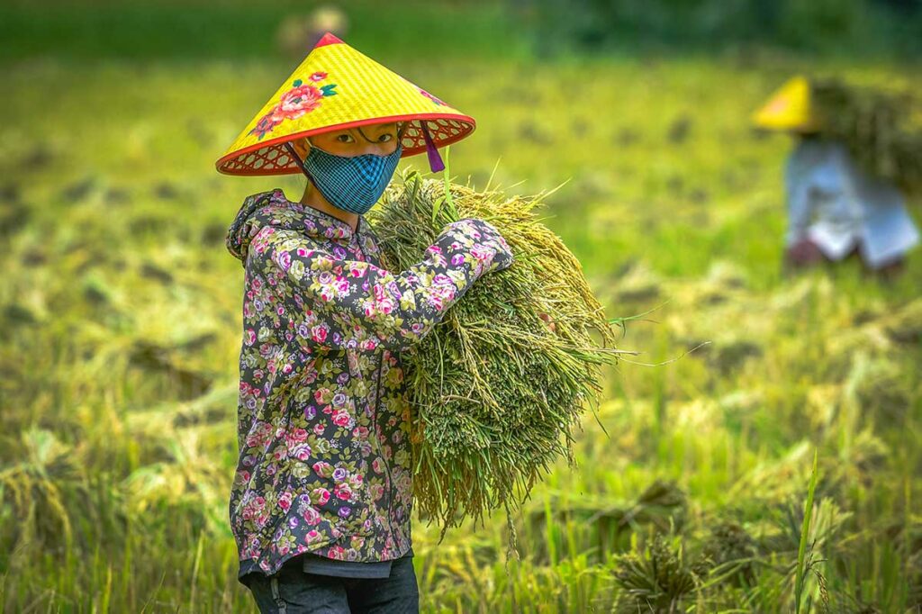 A local with conical hat and mound mask is collecting rice on a field in Pu Luong in October