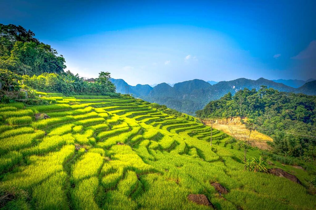 Terraced rice fields in full glory with green and yellow hues of Pu Luong in September during harvest season