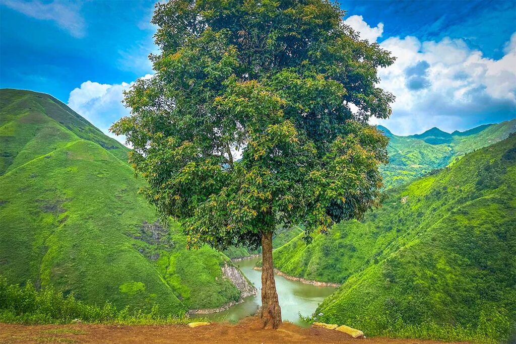 A single tree on a hill with behind it a river running through a canyon in Ta Xua Nature Reserve