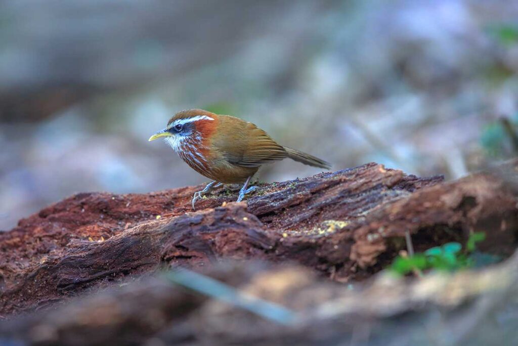 A streak-breasted scimitar babbler (Pomatorhinus ruficollis) in Tam Dao National Park seen while birding in Vietnam
