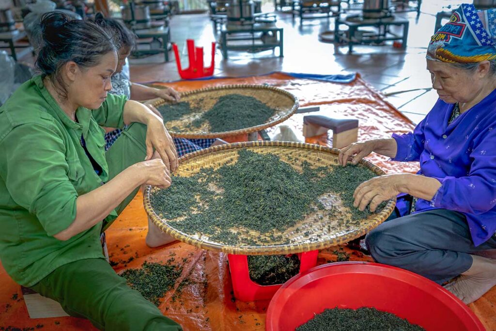 Two local woman sitting and sorting processed tea leaves in a small workshop at Tan Cuong Tea Hills