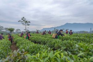 Woman in ethnic clothes are picking tea at Tan Cuong Tea Hills in Thay Nguyen