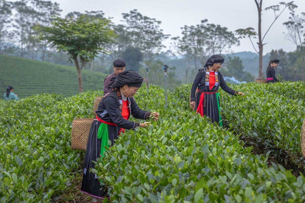 A few ethnic woman in traditional clothes are picking tea leaves at Tan Cuong Tea Hills