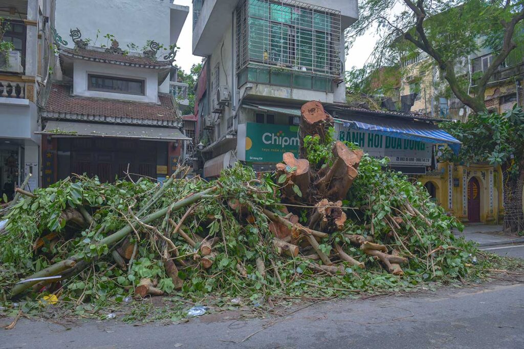Trees and branches cut to smaller pieces and collected to clean up the streets after a storm in Vietnam