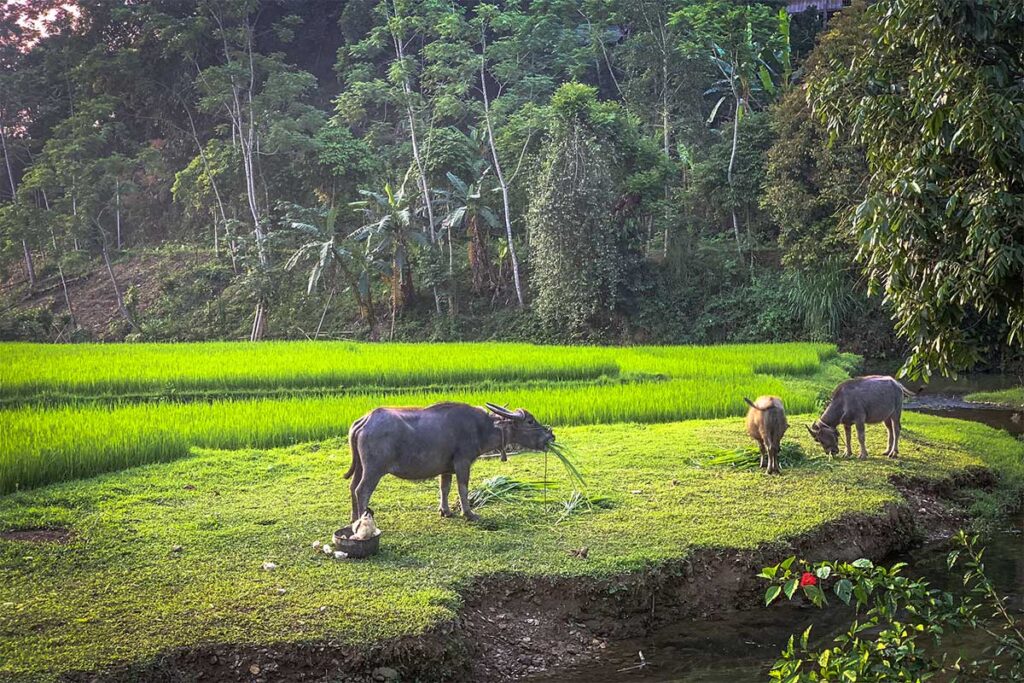 Buffalos grazing next to a green rice field surrounded by trees in Chieng Yen in Van Ho - Son La