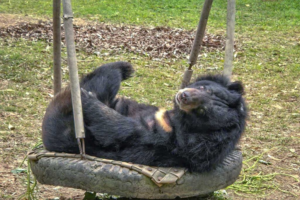 A bear laying and looking around at Vietnam Bear Rescue Center part of Tam Dao National Park