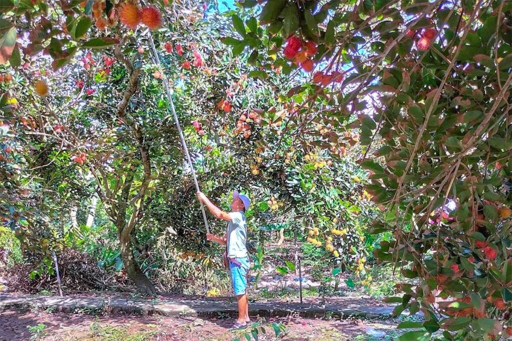 A local man picking fruit at an orchard on An Binh Island