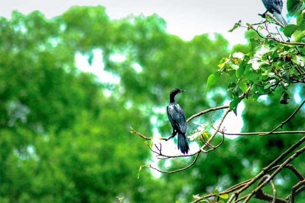 A bird sitting on a brench inside Bac Lieu Bird Sanctuary