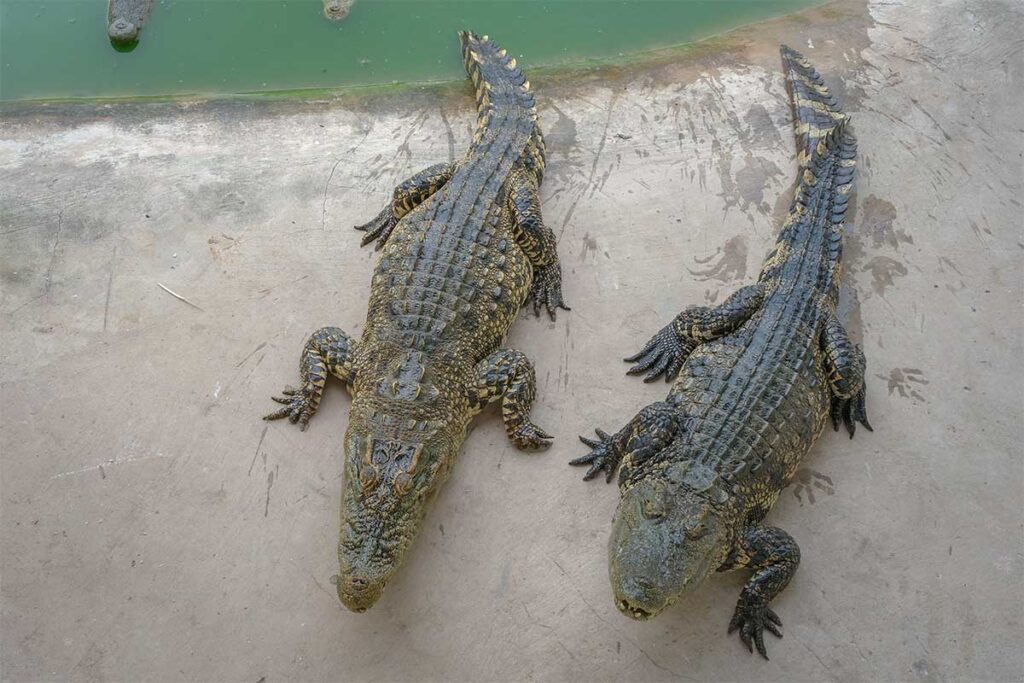 Crocodiles in a enclosed area inside Bac Lieu Bird Sanctuary