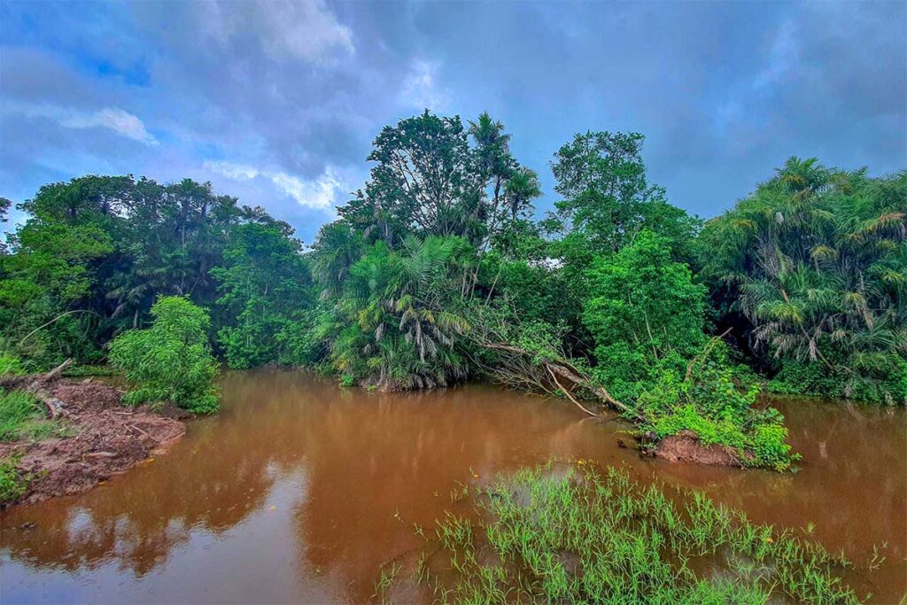 Forest and brown water of a stream inside Bac Lieu Bird Sanctuary 