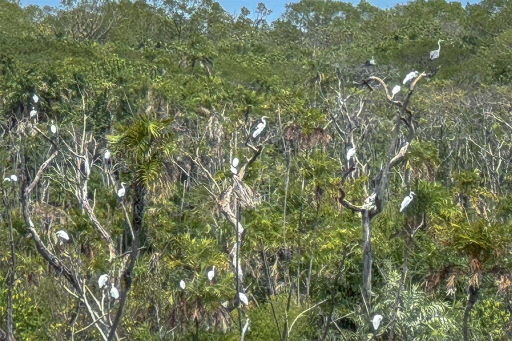White birds sitting in the treetops inside Bac Lieu Bird Sanctuary