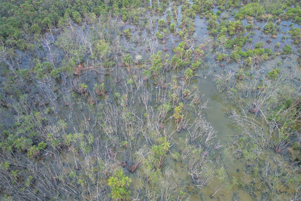 Wetland area inside Bac Lieu Bird Sanctuary