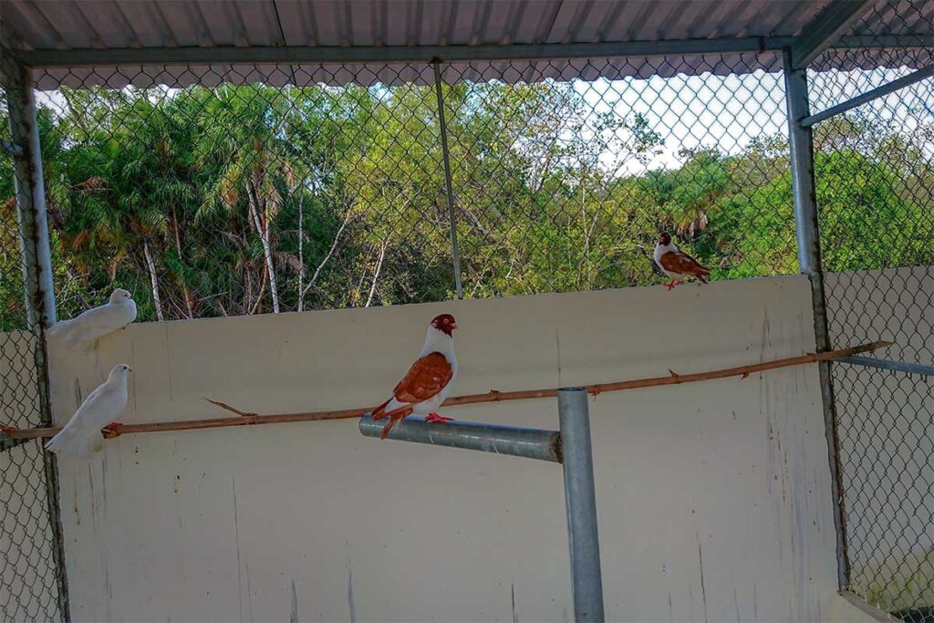 Two beautiful birds with white and brown feathers sitting in a cage within Bac Lieu Bird Sanctuary