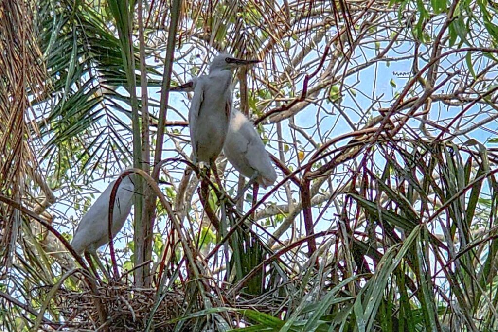 Storks in the trees of Bac Lieu Bird Sanctuary