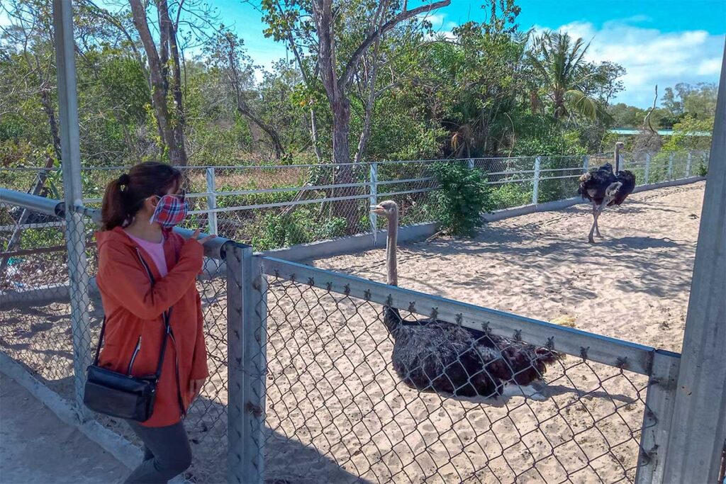 A Vietnamese tourist looking at ostriches in an enclosed area within Bac Lieu Bird Sanctuary