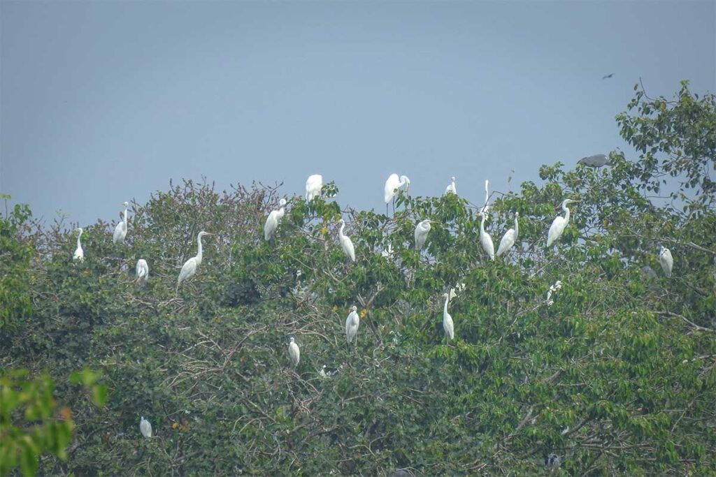 Storks sittin in the top of the trees inside Bac Lieu Bird Sanctuary