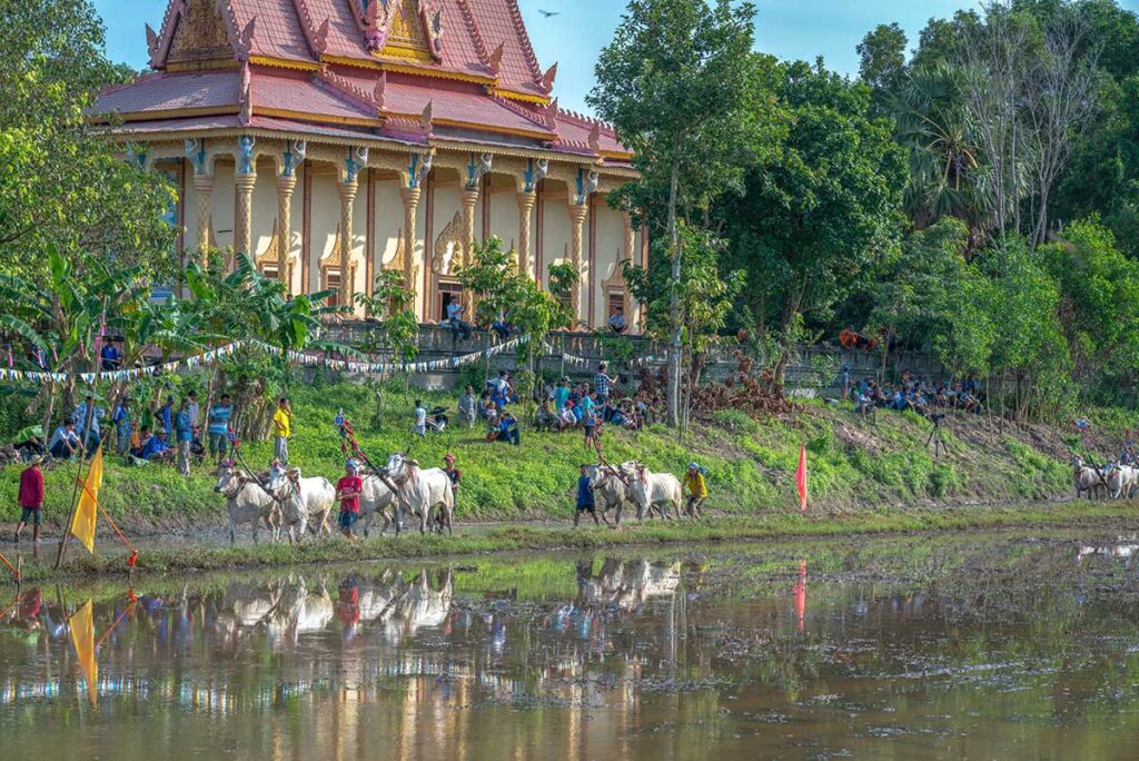 Oxen and jockeys preparing for the Bay Nui Ox Racing Festival in front of a Khmer pagoda in An Giang Province.