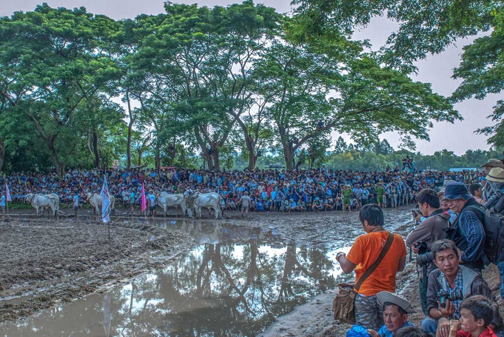 Crowds watching oxen line up at the Bay Nui Ox Racing Festival in An Giang, Vietnam, with photographers capturing the muddy race track.