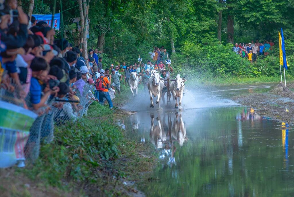 Pairs of oxen racing at full speed through flooded tracks during the Bay Nui Ox Racing Festival, with crowds lining the field.