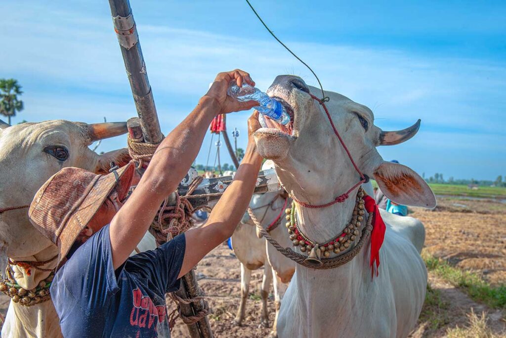 Jockey giving water to an ox before a race at the Bay Nui Ox Racing Festival in An Giang, Vietnam.