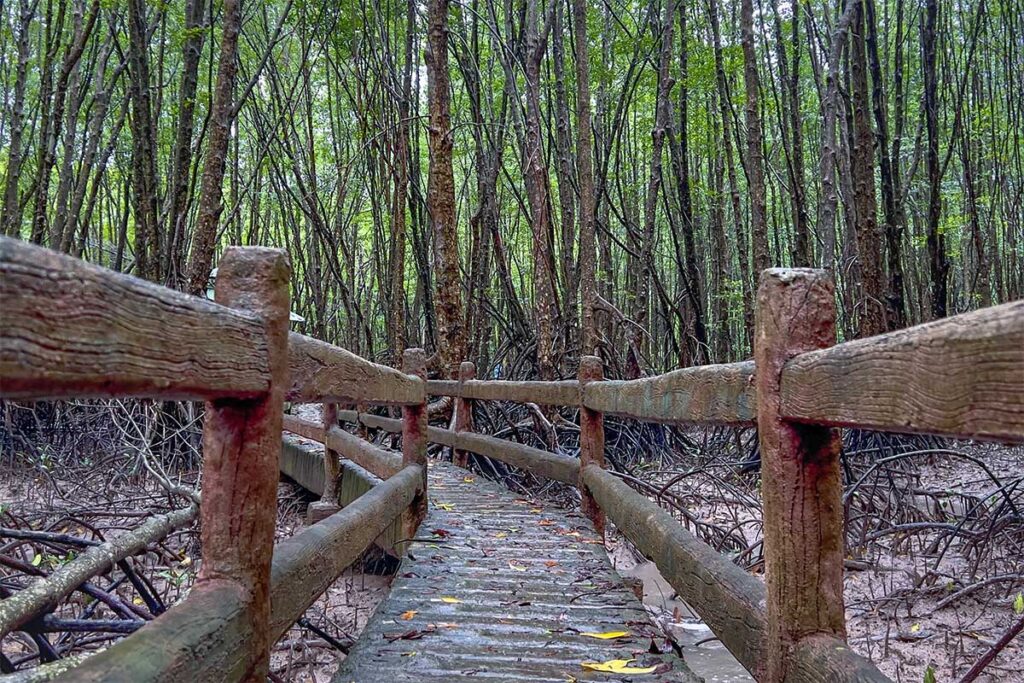 A boardwalk through the mangrove forest of Cape Ca Mau National Park