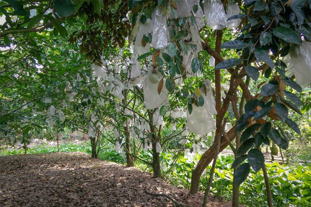 Fruit orchard in Cai Be, Mekong Delta – tropical trees with protective bags around ripening fruit.