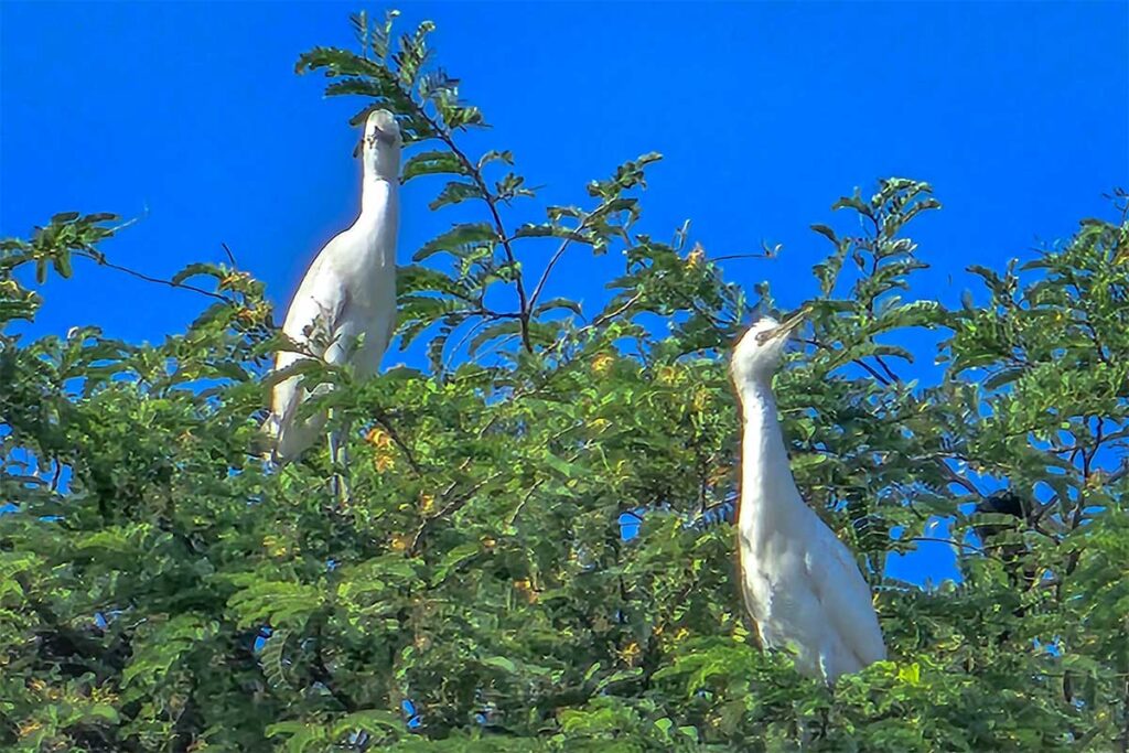 White storks perched on treetops at Hang Pagoda bird sanctuary in Tra Vinh.