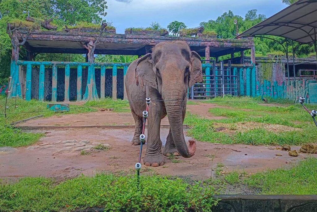 Elephant in Dai Nam Zoo