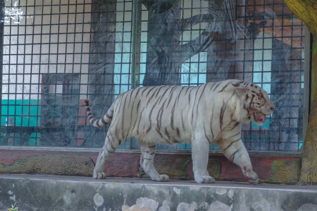White tiger in Dai Nam Zoo