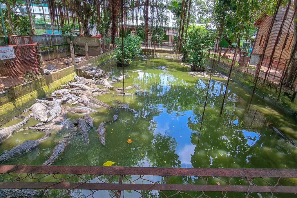 Crocodile enclosure at the Dao Dua relic area on Phoenix Island, Ben Tre, Vietnam.