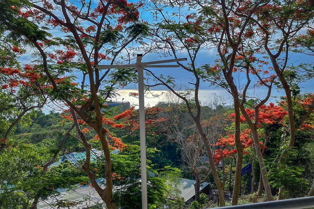 Frangipani trees in bloom at Vung Tau Lighthouse