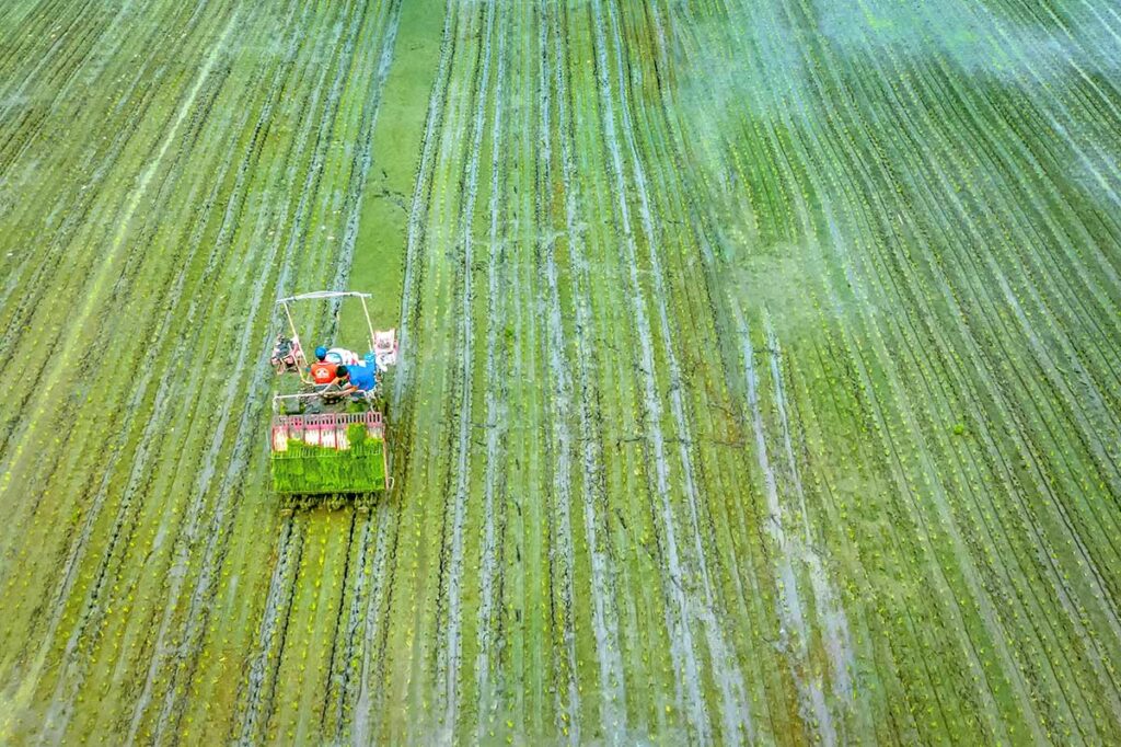 Rice farming in Hau Giang Province, Vietnam – aerial photo of farmers using a rice planting machine in flooded fields of the Mekong Delta.
