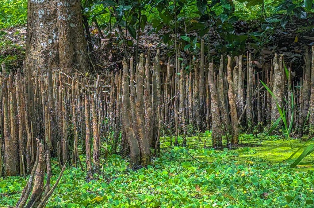 Close-up of melaleuca tree roots and wetland vegetation growing in shallow water at Lung Ngoc Hoang Nature Reserve.