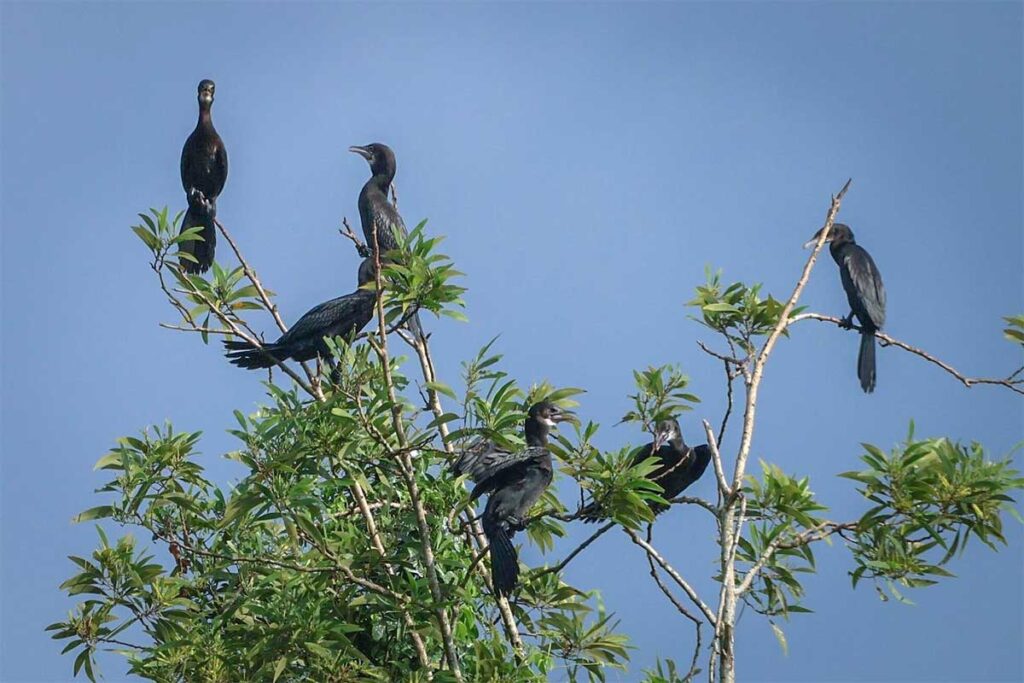 Flock of cormorants perched on tree branches against the blue sky at Lung Ngoc Hoang wetlands.